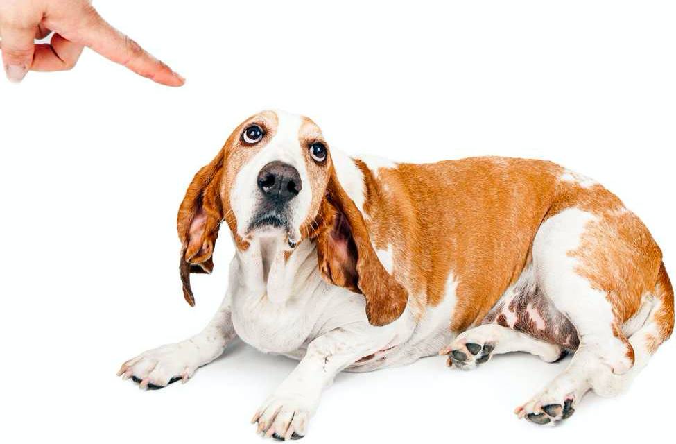 Screen Shot 2018-04-27 at 1.24.17 PM